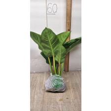 Philodendron imperial Green М