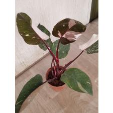 Philodendron Red addison
