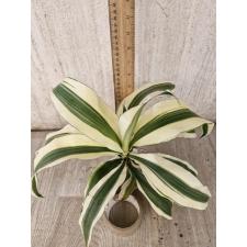 Dracaena Baramee Ngern.