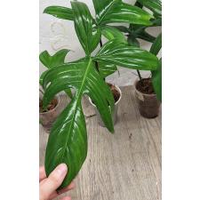 Филодендрон педатум / philodendron pedatum 