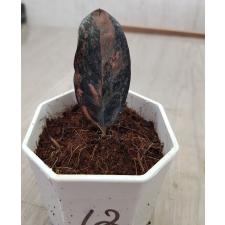 Zamioculcas zamiifolia black variegated (1 leaves) НОМЕР 12
