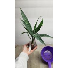 Aspidistra sp.(T15) Gold Dust 41/1 november.