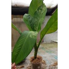 dieffenbachia sp Yellow variegated N4 по 2200p