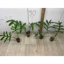 PHILODENDRON DISTANTILOBUM CINDERELLA 