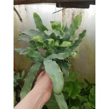 Phlebodium Aureum 'blue Star' 12 cm pot