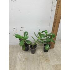 Crassula arborescens