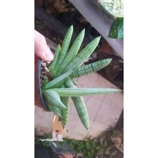 Sansevieria Boncel (Silver 683