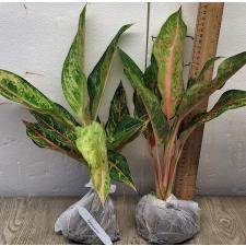 Аглаонема Арадин. / Aglaonema Aradin A-16