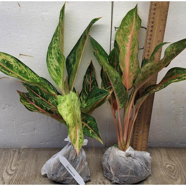 Аглаонема Арадин. / Aglaonema Aradin A-16