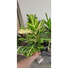 Codiaeum Sorn Thong.