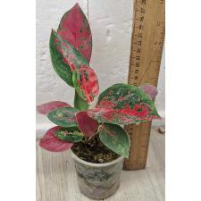Аглаонема Ред Очин / Aglaonema Red Ochin A-138 горшок