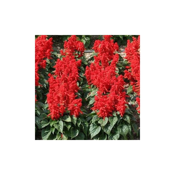 Сальвия блестящая cover girl (алая) в кассете 