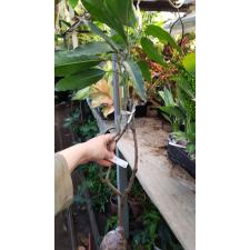Mangifera indica 'Mun Khun Sri 273