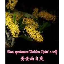 Den. speciosum 'Golden Rain' 2,5"