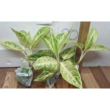 Аглаонема Легаси - белая / Aglaonema Legacy - white A-109