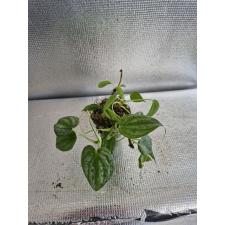 Philodendron brandtianum s по 450р