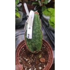 Sansevieria Dragon Jade (M) 574