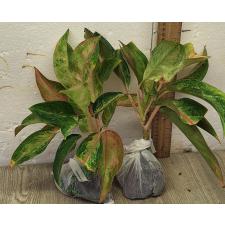 Аглаонема Амор. / Aglaonema Amor A-17