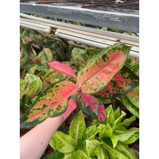 Aglaonema Chang Dang A-24