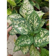 Aglaonema Anyamanee - White A-12