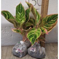 Аглаонема Пинки Пай / Aglaonema Pinky Pie A-47