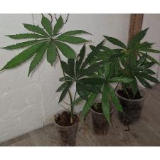 Антуриум многорассечённый / Anthurium polyschistum (S)