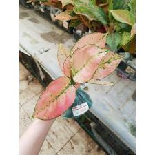 Aglaonema Kamkoon no.2 A-139