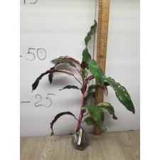 Codiaeum (T08) Chao Loke 70