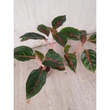 Aglaonema Sombat Siam green A-43 pot