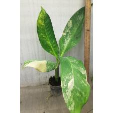 dieffenbachia sp Yellow variegated a1