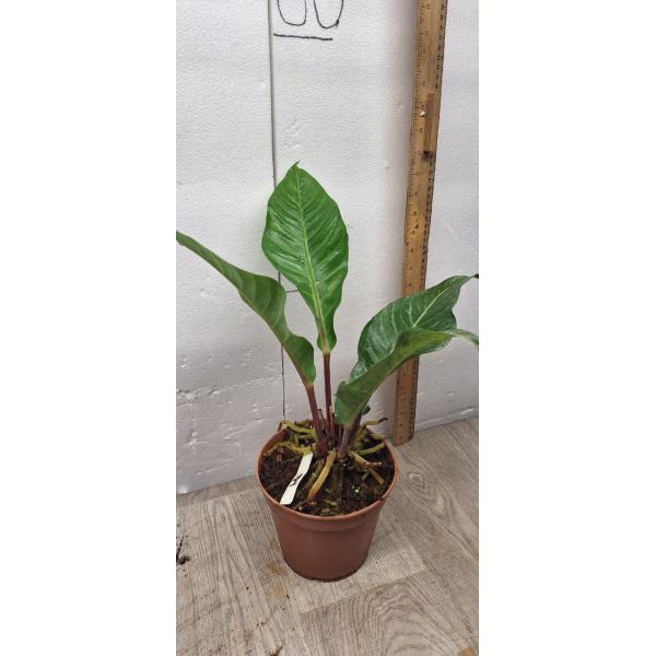 Anthurium variegated sp 1