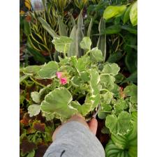 Pelargonium albomarginata 50р черенки