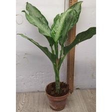 Диеффенбахия Удомсаб (Серебряная форма) / Dieffenbachia Udomsub (silver form).