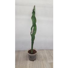 sansevieria kirkii var. kirkii (1 leaf 603