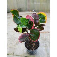Codiaeum Pink Candy 54