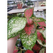 Aglaonema sp two tone