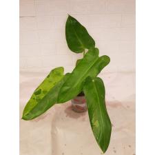 Philodendron imbe White Marble pot 2800р