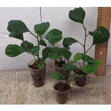 Фикус дельтовидный / Ficus deltoidea. (S)
