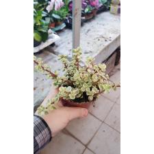 Portulacaria Afra 'variegata' 10 cm pot