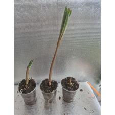 Amorphophallus sp Д