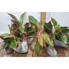 Аглаонема Аврора - Красная / Aglaonema Aurora - Red A-7