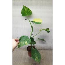 Monstera - Aurea (Yellow variegated)