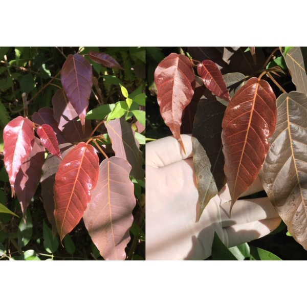 Ficus sp.(T29) Brown leaf.