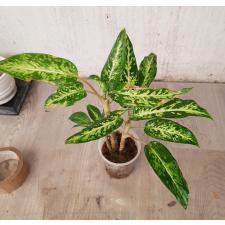Dieffenbachia Star Bright pot