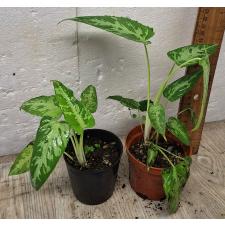 Шизматоглоттис Пусилла / Schismatoglottis Pusilla