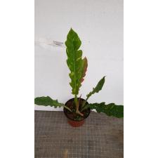 Philodendron 'Ring of Fire' 1500p