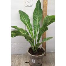 Антуриум Хукери варегатный / Anthurium Hookeri variegated