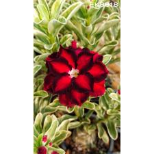 Adenium sp 8618