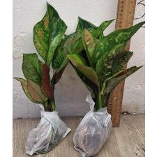 Аглаонема Хенг Хенг - зеленая / Aglaonema Heng Heng - green A-28