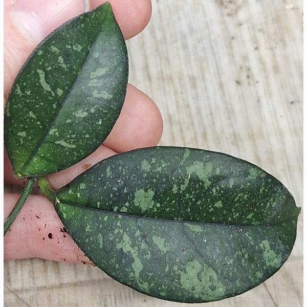 Хойя Крассиопетиолата Сплеш / hoya crassipetiolata splash (M)